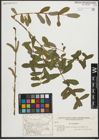 Foto von Salix purpurea L.